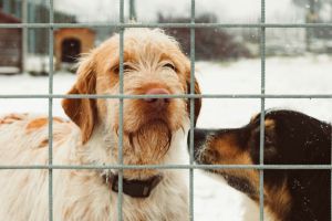 Vorteile und Anwendungsbereiche von Doppelstabmatten - Bild: Damiano Baschiera / Unsplash Vorteile und Anwendungsbereiche von Doppelstabmatten - Bild: Damiano Baschiera / Unsplash