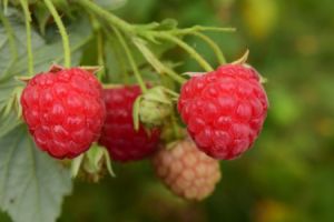 Effektiver Schutz für Ihren Garten: Wurzelsperre für Himbeeren richtig einsetzen - Bild: Leopictures / Pixabay Effektiver Schutz für Ihren Garten: Wurzelsperre für Himbeeren richtig einsetzen - Bild: Leopictures / Pixabay
