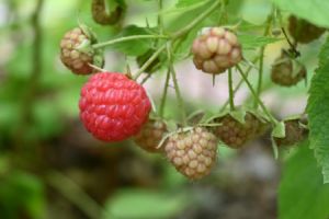 Eine Beere ist eine saftige, fleischige Frucht, die sich durch eine meist runde oder ovale Form und einen hohen Anteil an Fruchtsaft auszeichnet. Eine Beere ist eine saftige, fleischige Frucht, die sich durch eine meist runde oder ovale Form und einen hohen Anteil an Fruchtsaft auszeichnet.