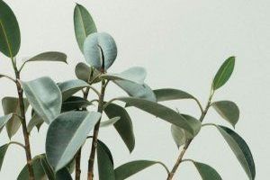 Drei Gründe, warum Pflanzen jede Wohnung aufwerten - Bild: Scott Webb / Unsplash Drei Gründe, warum Pflanzen jede Wohnung aufwerten - Bild: Scott Webb / Unsplash