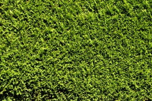 Sichtschutz im eigenen Garten: Bauliche und pflanzliche Varianten im Vergleich - Bild: PIRO 4D / Pixabay Sichtschutz im eigenen Garten: Bauliche und pflanzliche Varianten im Vergleich - Bild: PIRO 4D / Pixabay