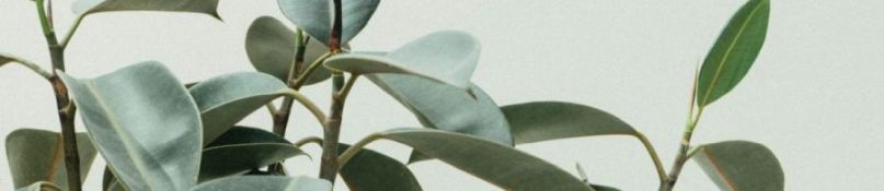 Das richtige Maß zählt: Wissenswertes zu exotischen Pflanzen und der für sie geeigneten Luftfeuchtigkeit Das richtige Maß zählt: Wissenswertes zu exotischen Pflanzen und der für sie geeigneten Luftfeuchtigkeit