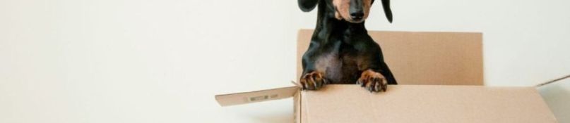 Mit einem durchdachten Plan schnell und unkompliziert umziehen Mit einem durchdachten Plan schnell und unkompliziert umziehen