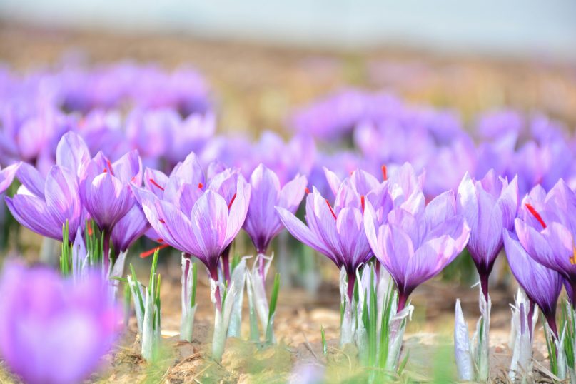 Krokus: Krokusse sind oft die ersten bunten Farbtupfer im Jahr und bl&uuml;hen schon bei niedrigen Temperaturen.