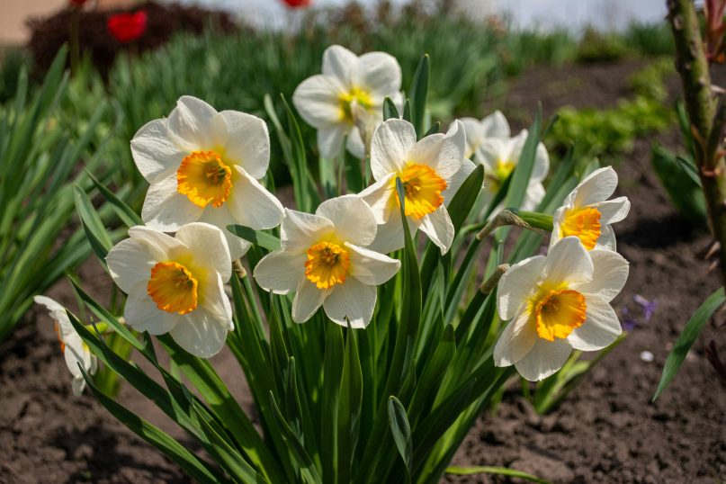 Narzissen: Narzissen bet&ouml;ren durch ihren starken Duft und gelten als Inbegriff des Fr&uuml;hlings.